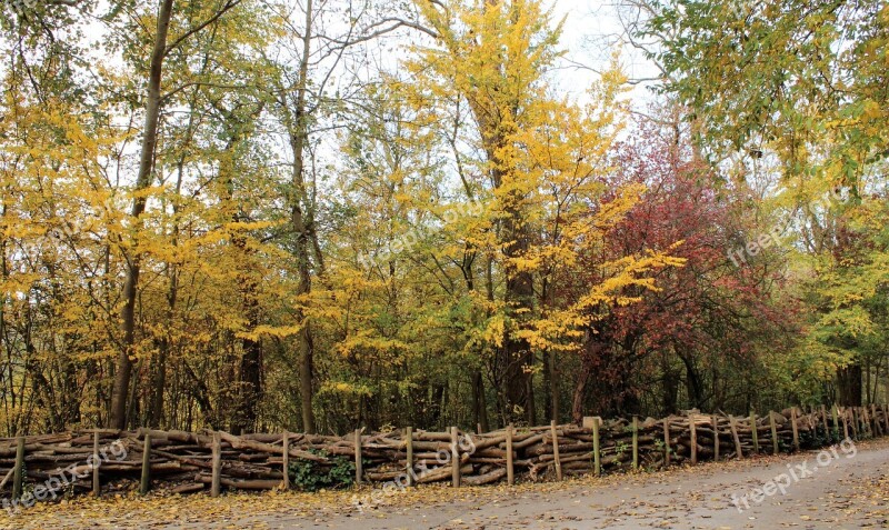 Leaves Autumn Colorful Trees Path