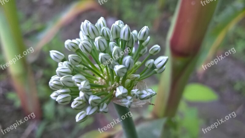 Onion Flower Onion Nice Flower Free Photos