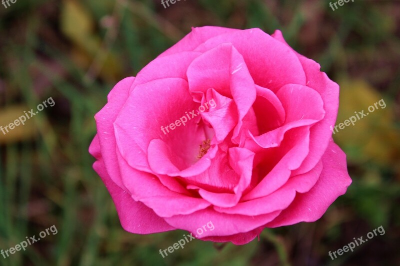 Flower Rose Pink Nature Romantic