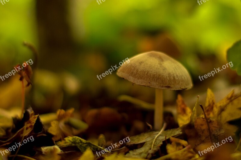 Mushroom Autumn Flocked Free Photos