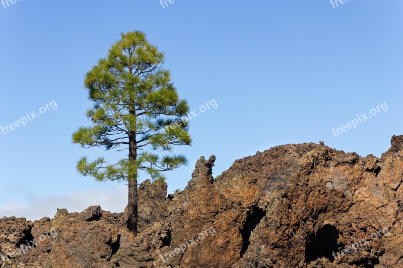 Volcano Teide Tree Karg Volcanic Rock