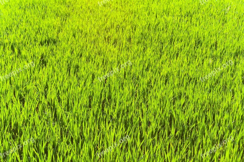 Grass Green Blades Of Grass Nature Prato