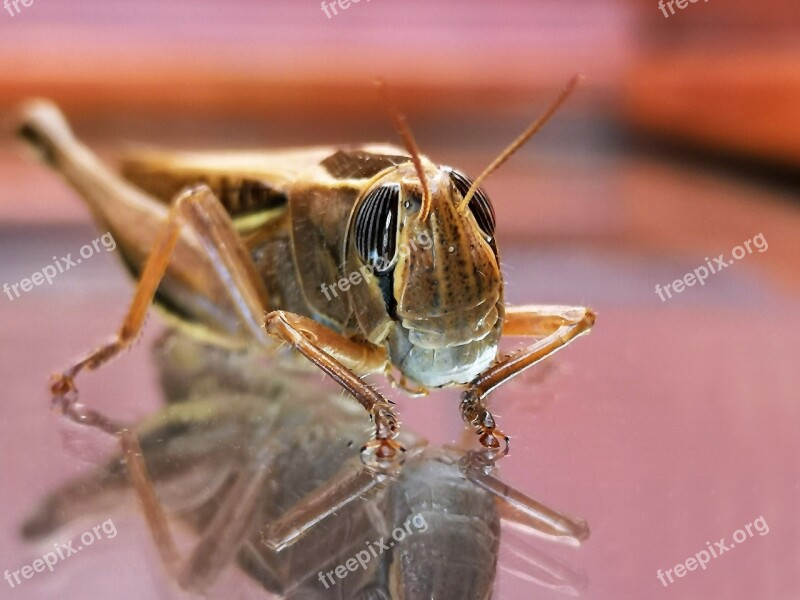 Insect Grasshopper Nature Animals Cricket