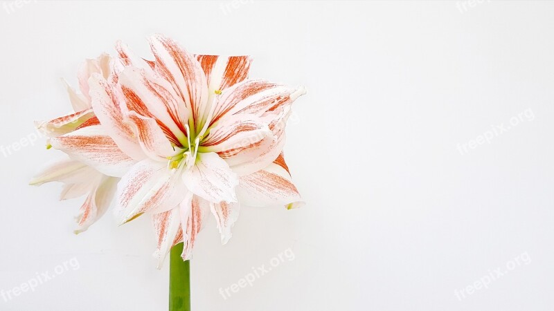 Hippeastrum Amaryllis Bud Bulbous Plant