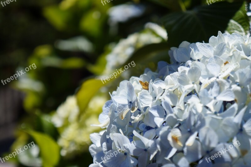 Flower Fresh Blue Summer Sunny