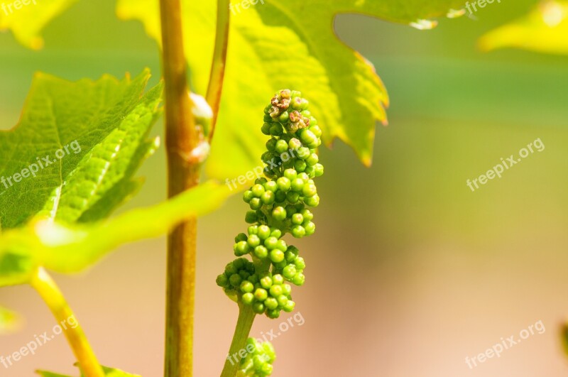 Wine Grapevine Vine Winegrowing Fruit