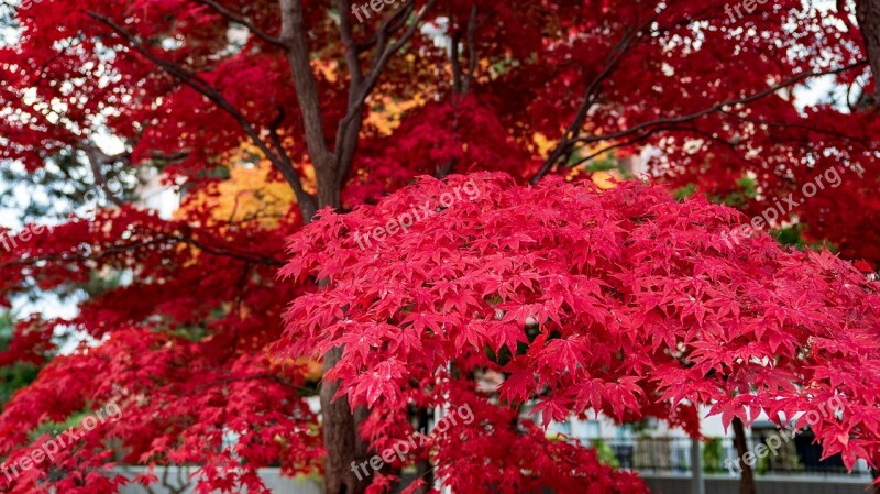 Autumnal Leaves Sapporo Nakajima Park Hokkaido Free Photos