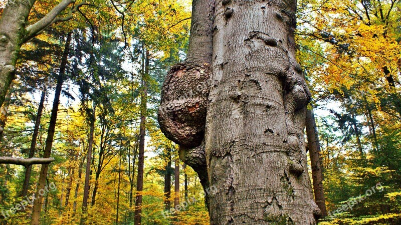 Tree Tree Trunk Tumor Autumn Natural