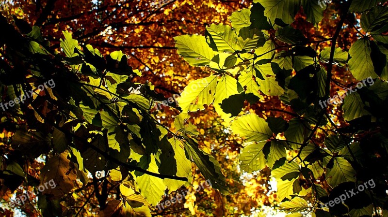 Leaves Autumn Sun Vote Fall Colors