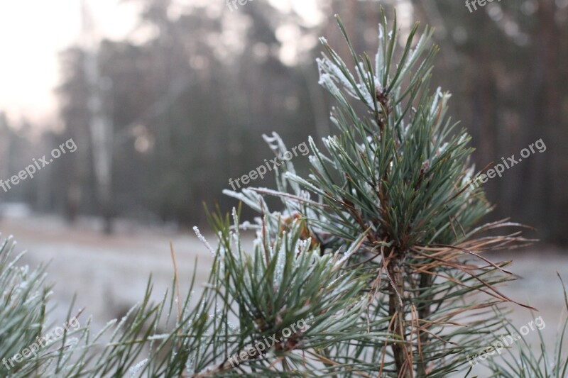 Winter Spruce Leann Frost Free Photos