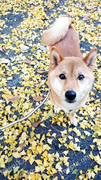 Shiba Inu Ginkgo Biloba Autumn Dog Pet