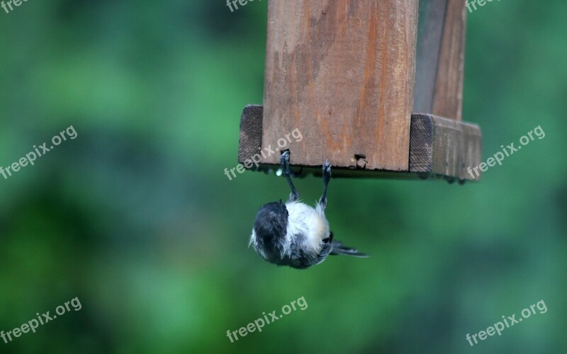 Bird Chickadee Upside Down Free Photos