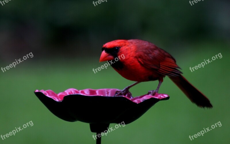 Bird Red Cardinal Northern Cardinal Free Photos