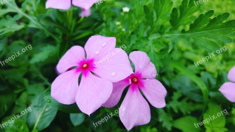 Flower Water Drop Nature Blossom Garden