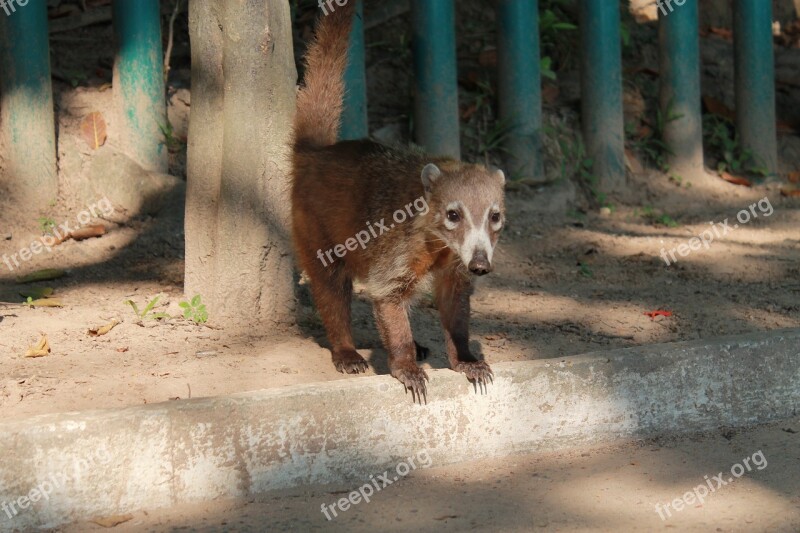 Animal Mammal Tabasco Mexico Wild