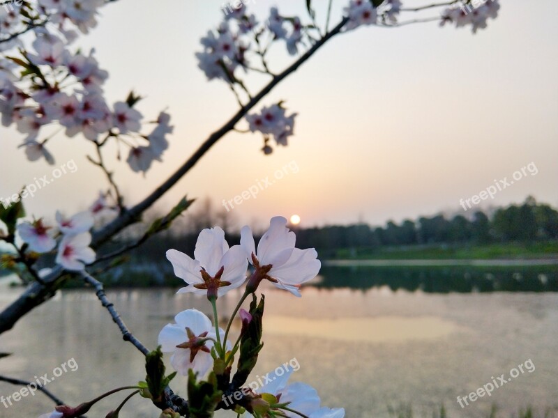 Suzhou Flower Dusk Free Photos