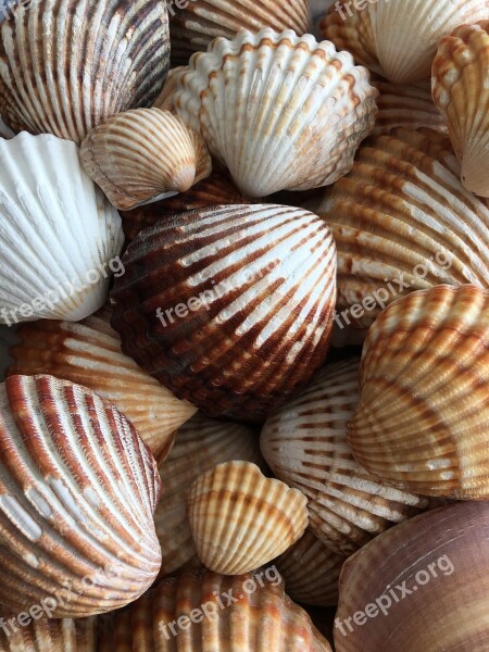 Snails Sea Seashell Spain Healing