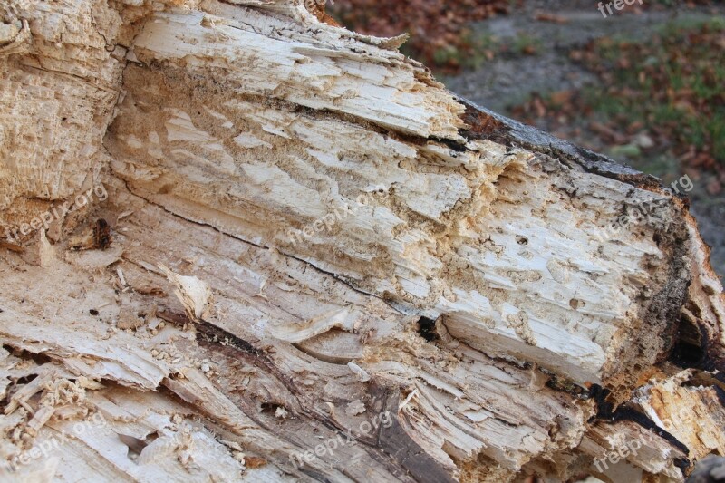 Wood Fungus Rot Broken Nature