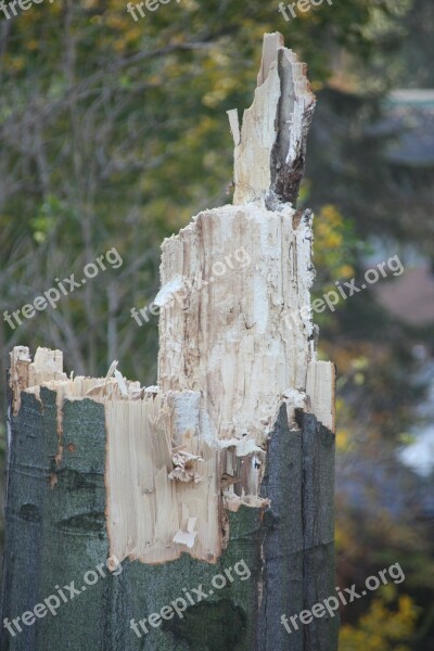 Wood Fungus Rot Broken Nature