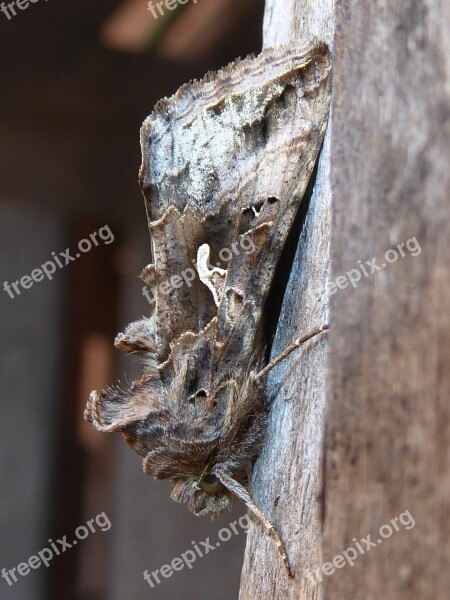 Gamma Owl Noctuinae Stubs Macro Animal Flight Insect