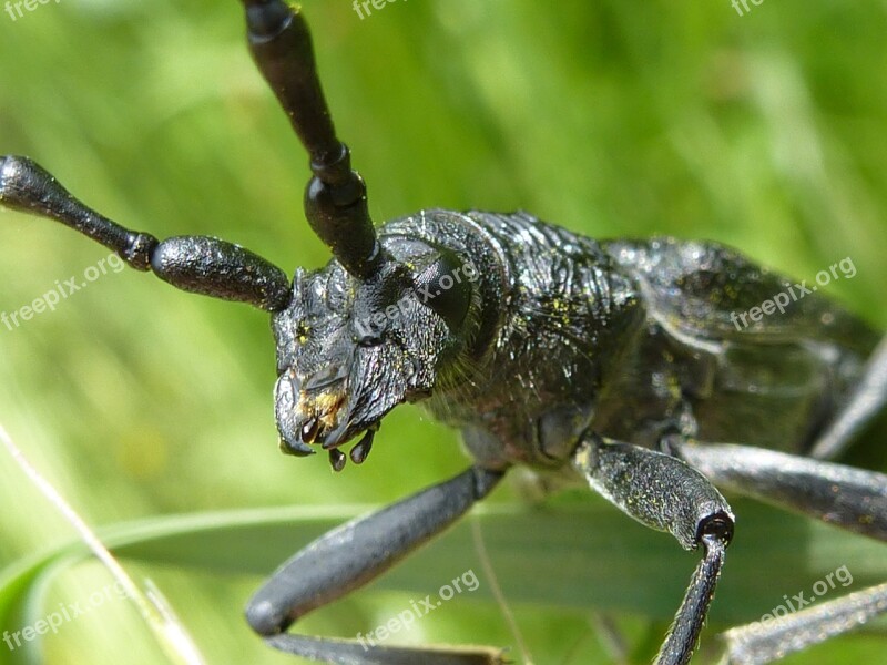 Longhorn Beetle Beetle Insect Nature Animal