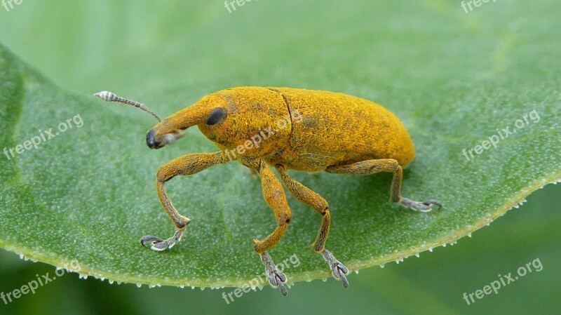 Weevils Yellow Insect Summer Macro