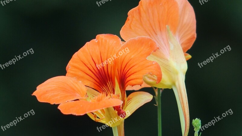 Flowers Orange Nasturtium Free Photos