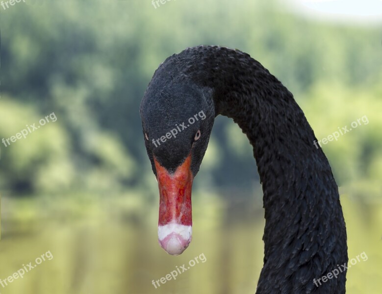 Black Swan Swan Waterfowl Nature Bird