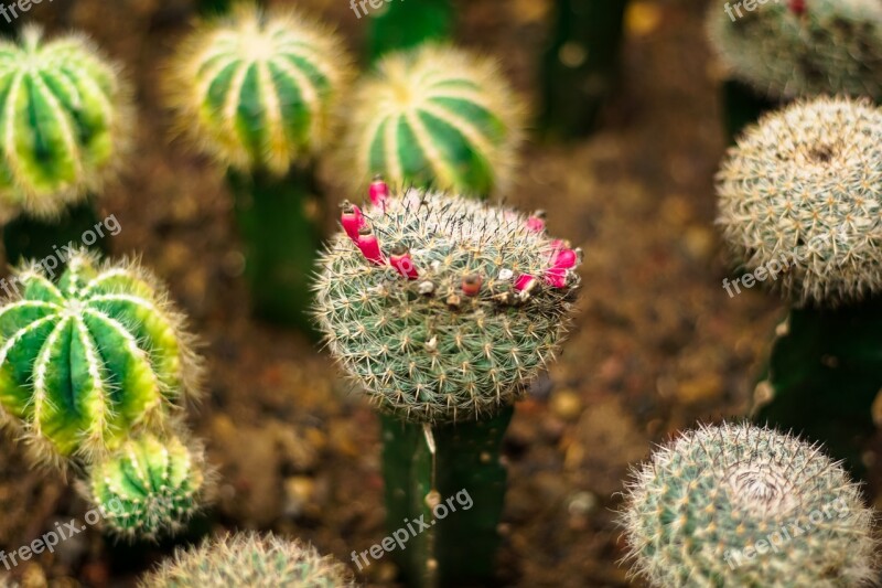 Plant Green Cactus Vitality Flower