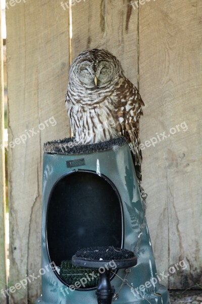 Owl Bird Nature Perched Nocturnal