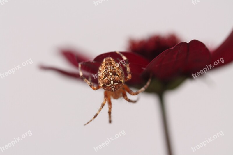 Spider Araneus Nature Close Up Macro