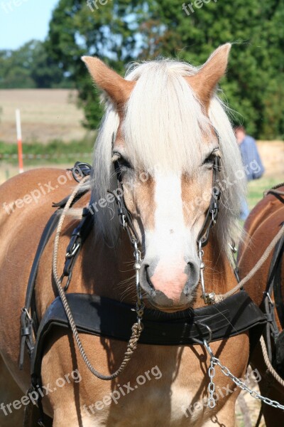 Horse Kaltblut Cold Blooded Animals Draft Horse Free Photos