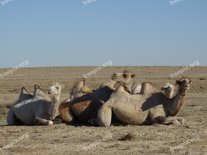 Camel Steppe Desert Mongolia Summer