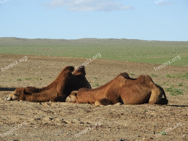 Camel Steppe Desert Mongolia Summer