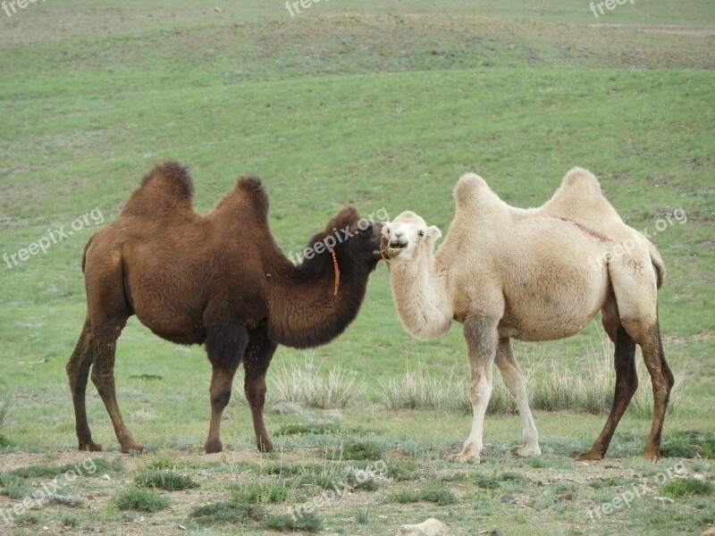 Camel Steppe Desert Mongolia Summer