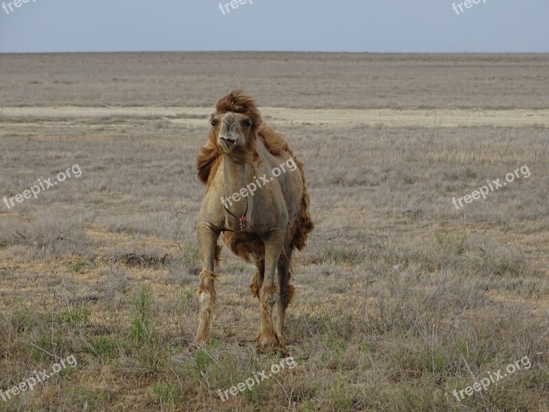 Camel Steppe Desert Kazakhstan Summer