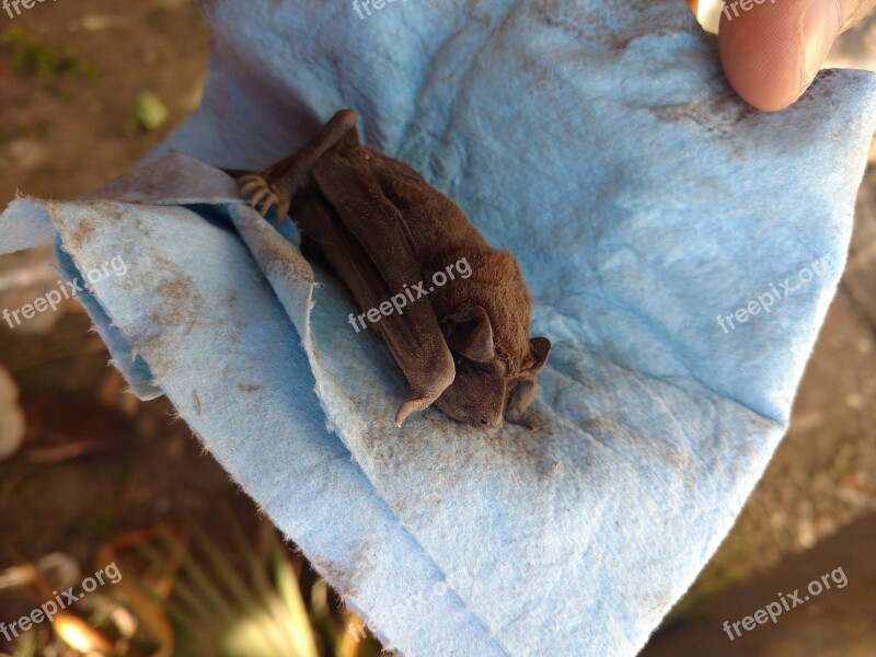 Bat Rescue Animal Help Free Photos