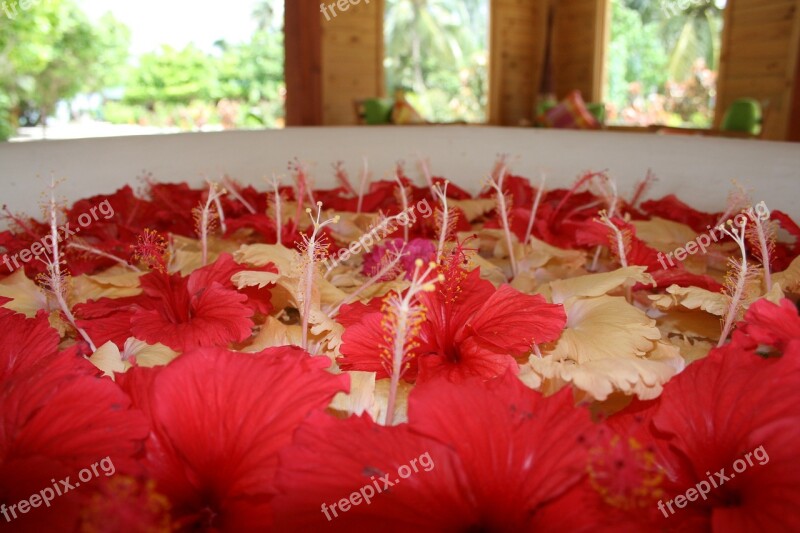 Flowers Maldives Floral Display Wedding Decorations