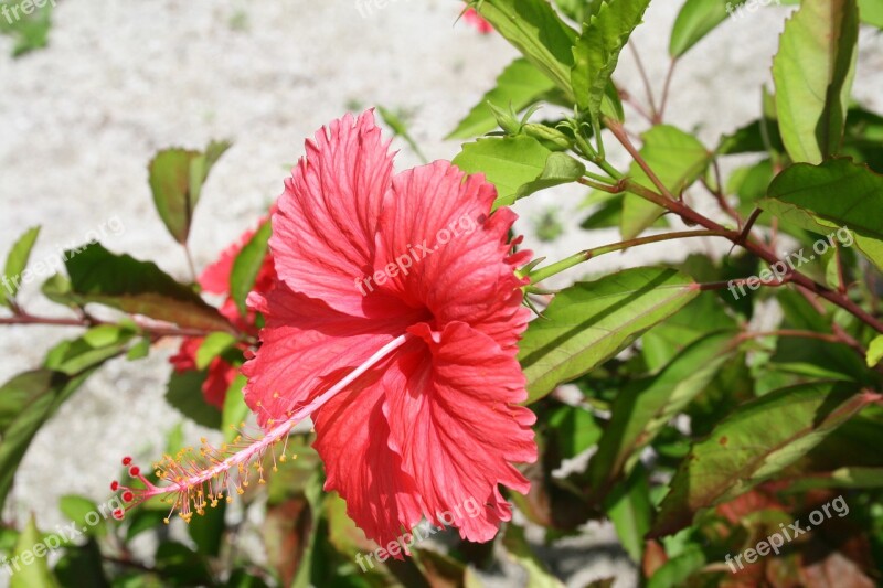 Flower Maldives Red Exotic Tropical