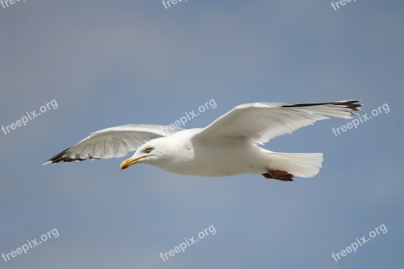 Seagull Flying Flight White Wings