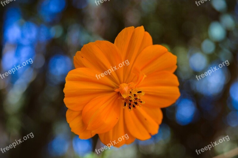 Flower Yellow Nature Plant Summer