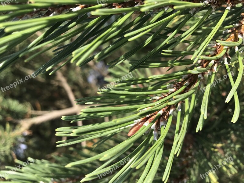 Christmas Garland Fir Tree Pine Free Photos