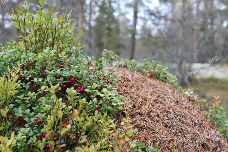 Anthill Cranberries The Nature Of The Forest Marsh