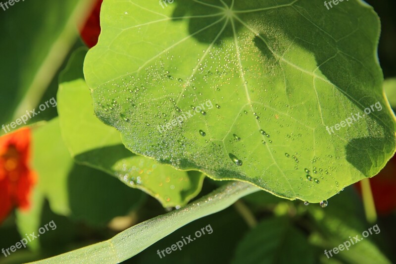 Nasturtium Sheet Green Drops Rosa