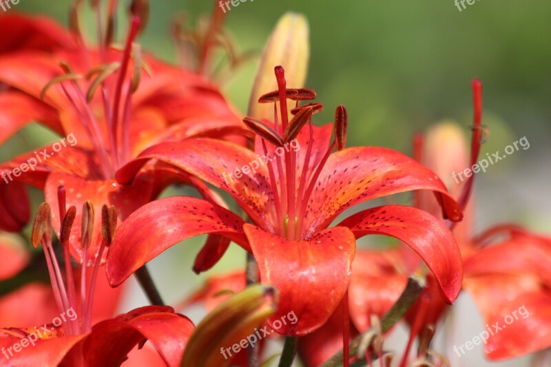 Lily Red Lily Flowers Beautiful Bloom