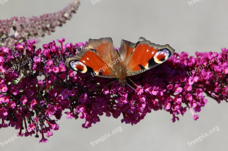 Butterfly Summer Lilac Nature Summer Insect