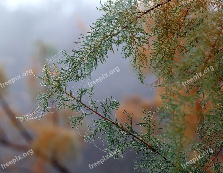 Casey Tree Spider Web Autumn Wet