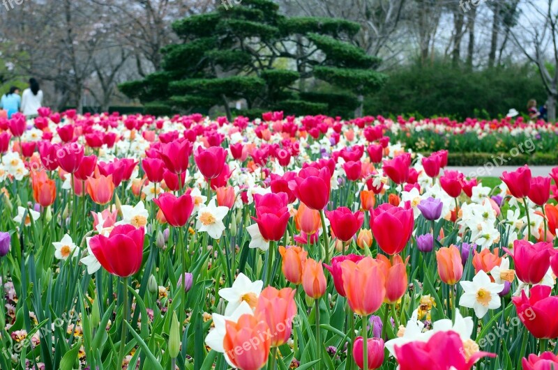 Daffodils And Tulips Dallas Tulips Daffodils Botanical