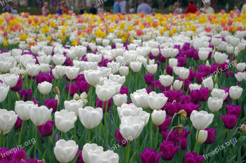 Tulips Galore Tulips Dallas Texas Botanical