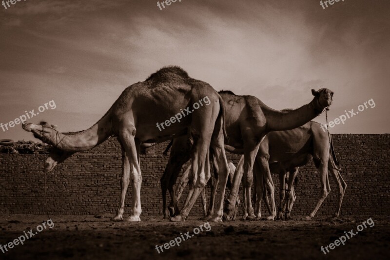 Camels Egypt Hue Desert Camel